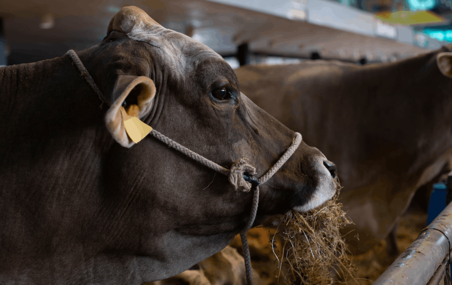 Fosfato Bicálcico: o que é, que animais podem consumir e para que serve?